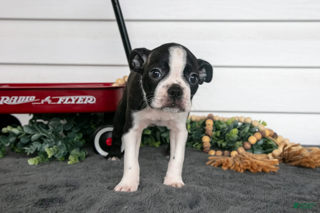 Boston Terrier dogs for sale: Petunia - Ad 3