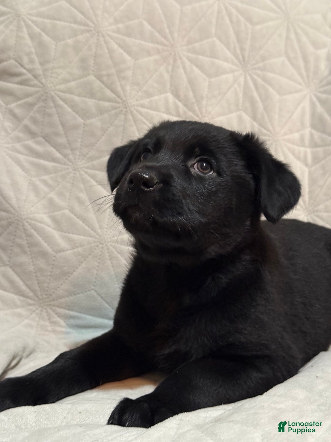 Mixed Breed dogs for sale: Mixed Breed Puppy 6 - Ad 6