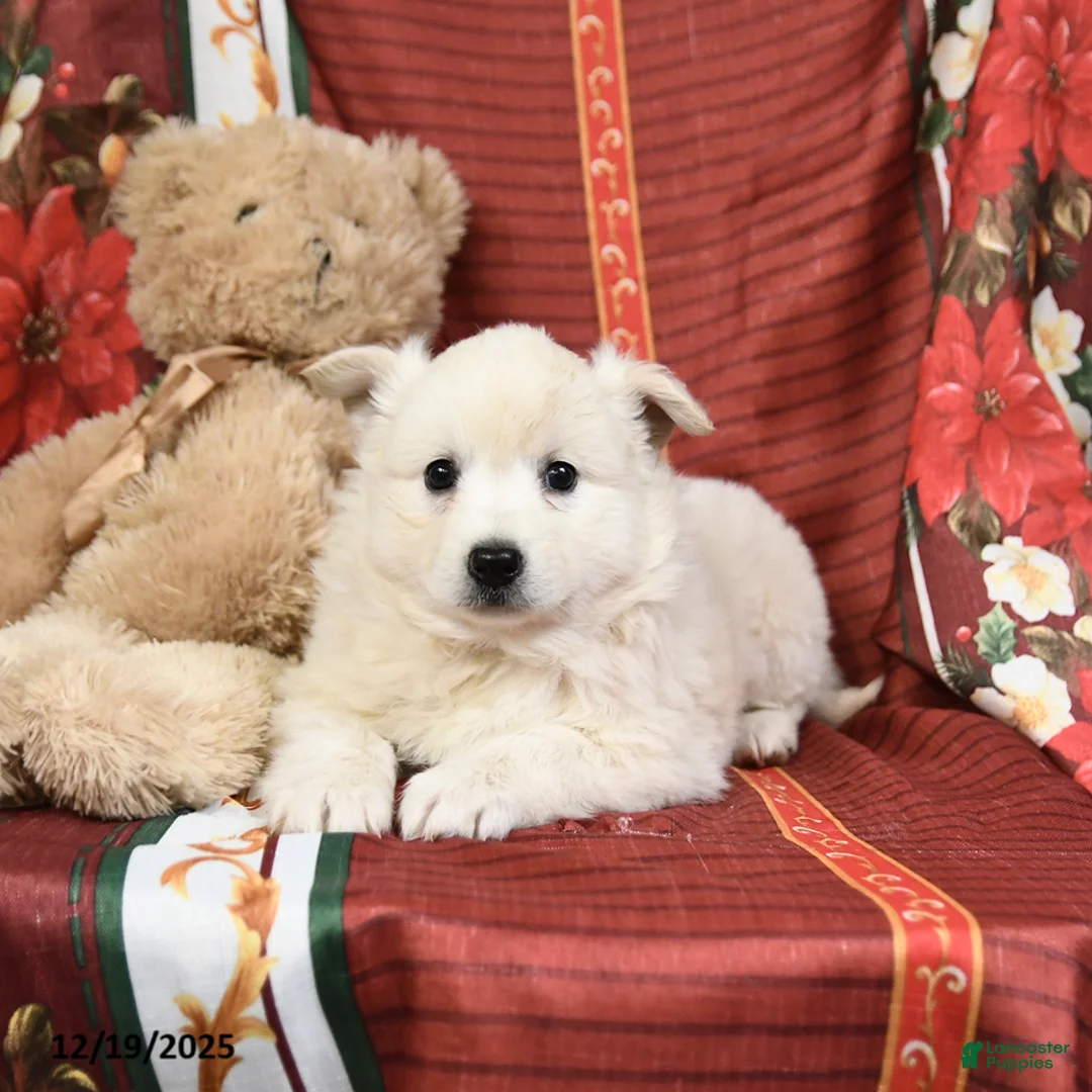 American Eskimo dogs for sale: Prince   - Ad 9