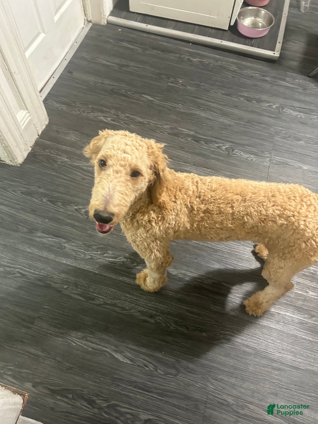 Goldendoodle dogs for sale: Zeus  - Ad 5