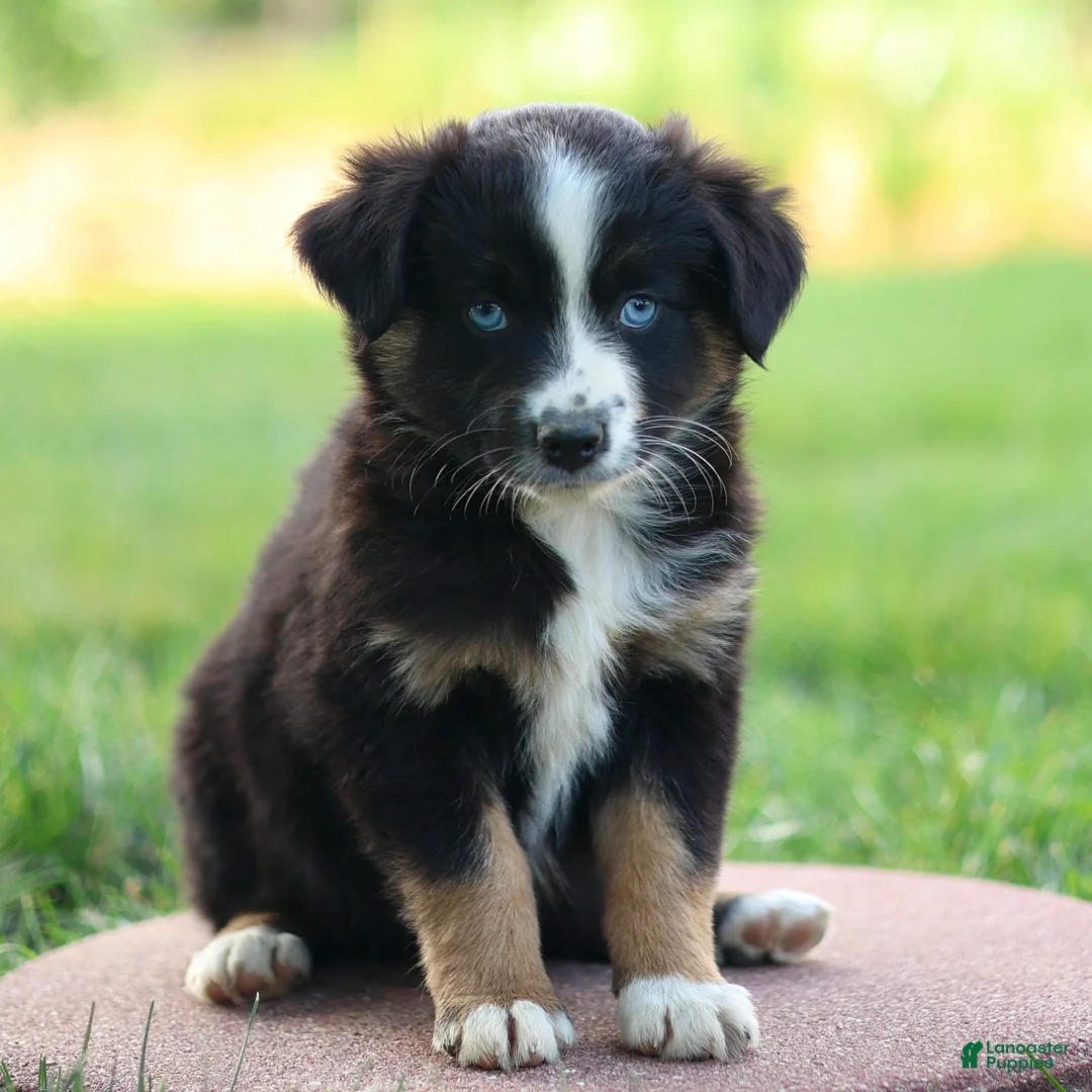 Miniature Australian Shepherd dogs for sale: Joyce - Ad 1