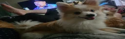 Pomeranian dogs for sale: Male pomeranian  - Ad 4