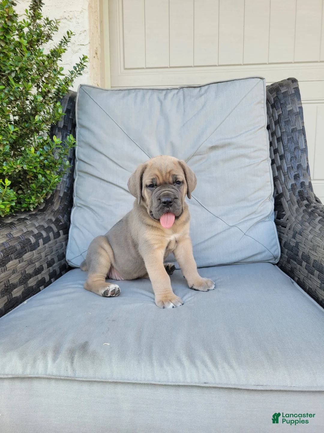Cane Corso dogs for sale: Willow - Ad 1