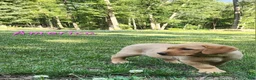 Labrador Retriever dogs for sale: America - Ad 7