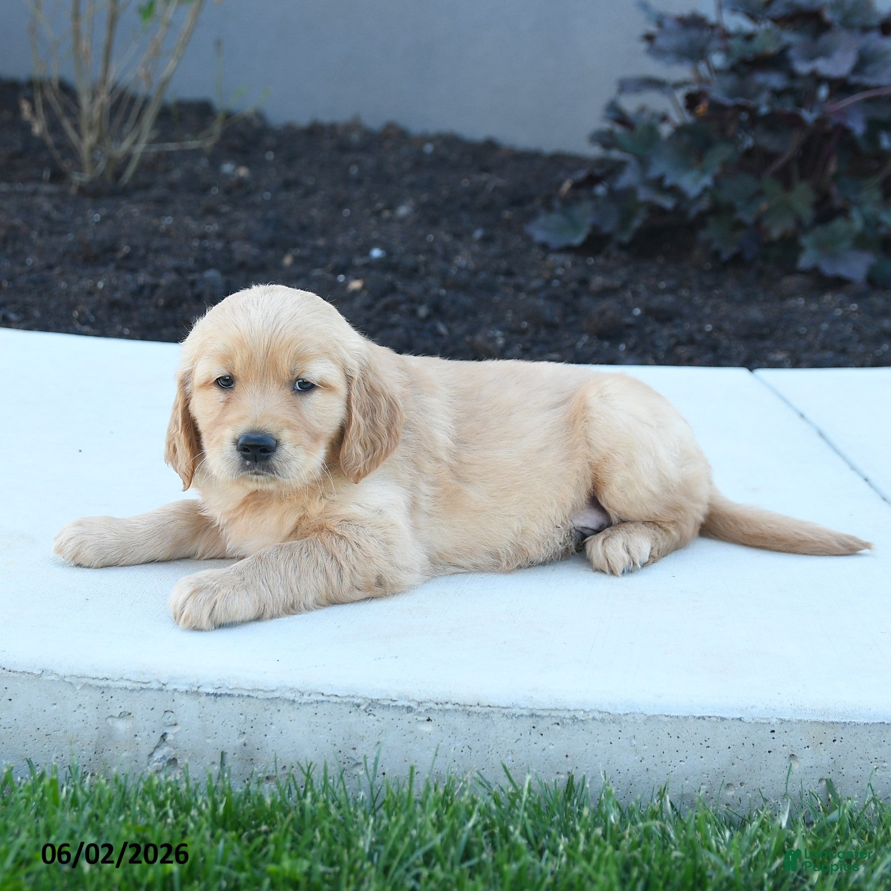 Golden Retriever dogs for sale: Woody - Ad 3