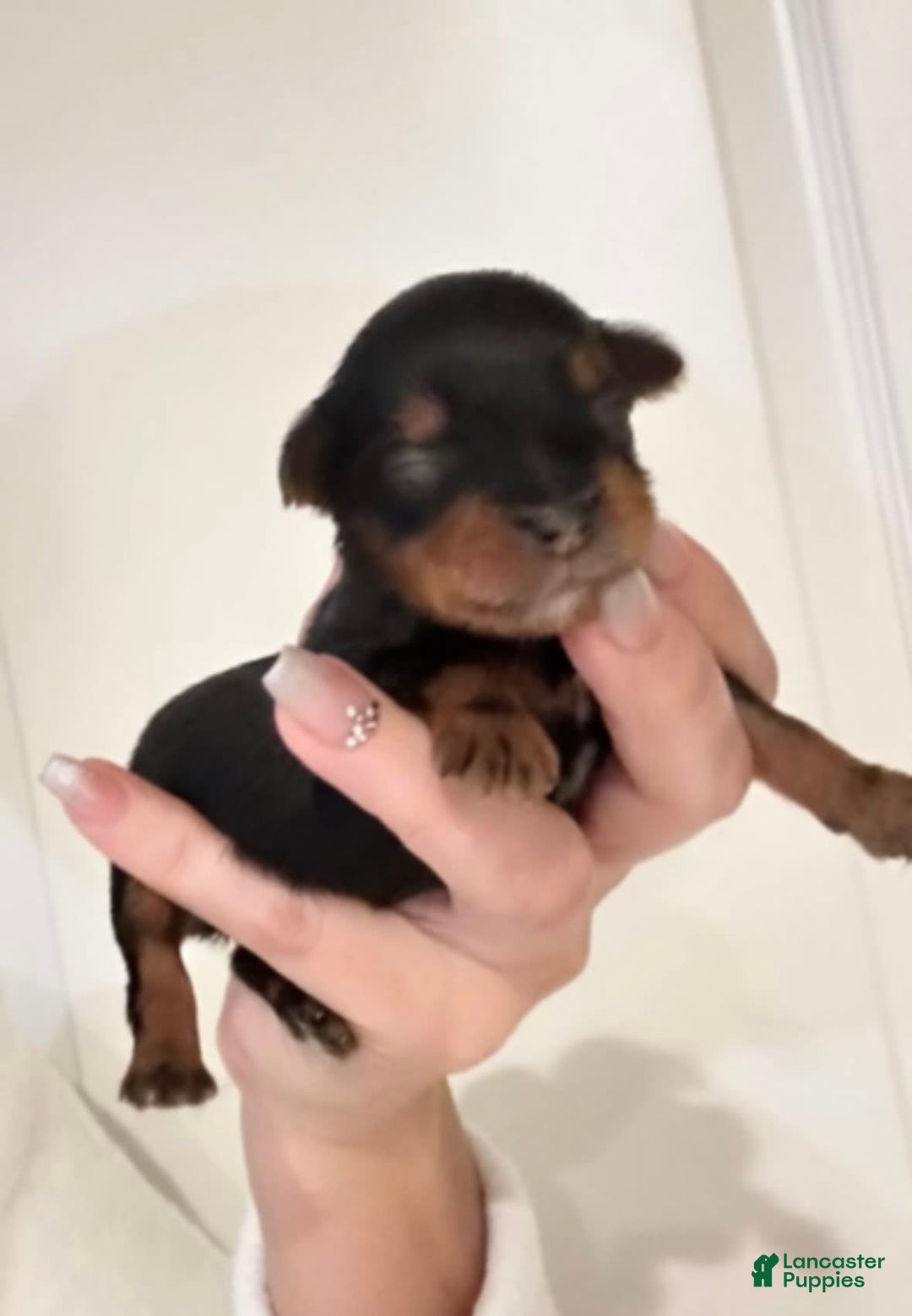 Gallery Image {{count}}