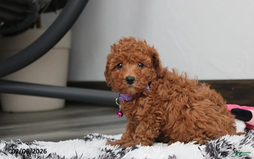 Bichpoo dogs for sale: Trixie - Ad 8