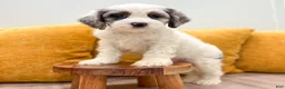 Cockapoo dogs for sale: Bruno - Ad 4