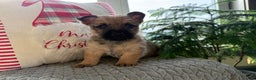 Cairn Terrier dogs for sale: Jo - Ad 2