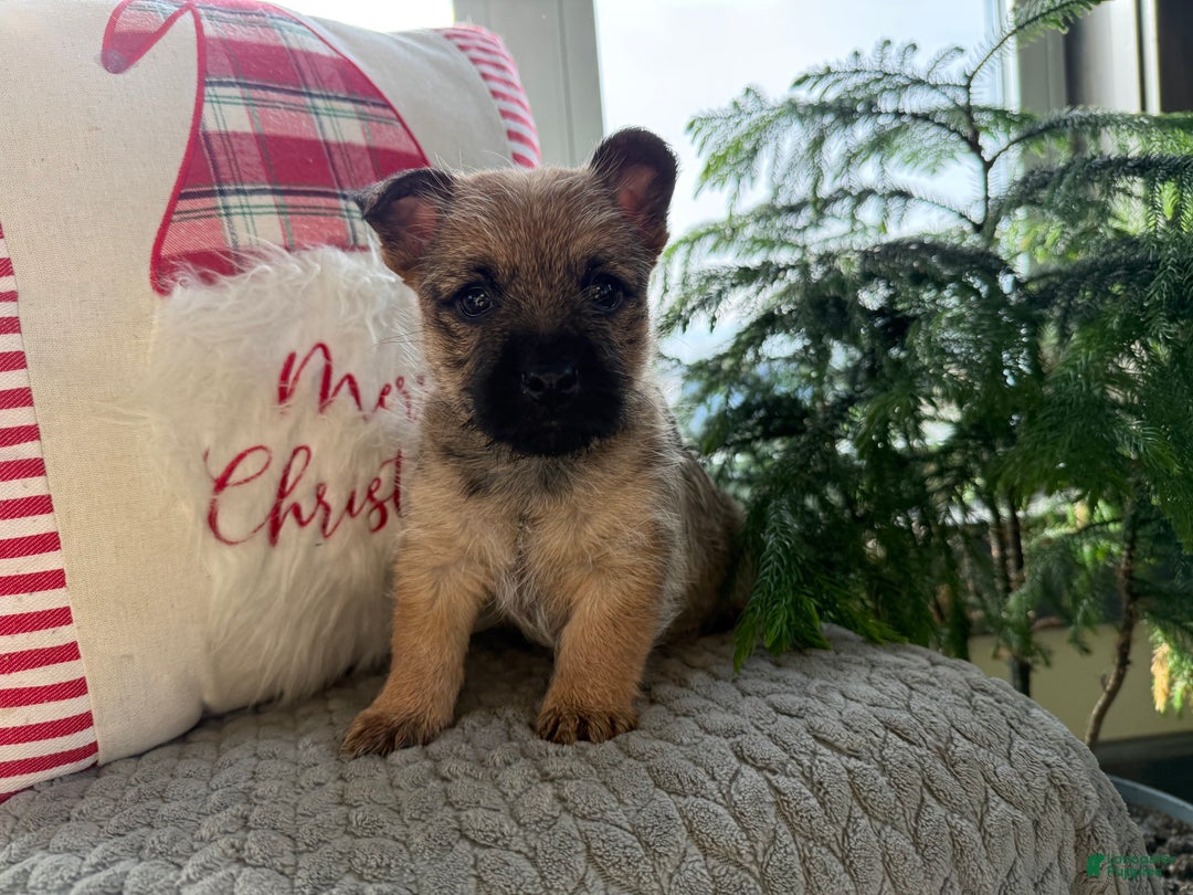 Cairn Terrier dogs for sale: Jo - Ad 2