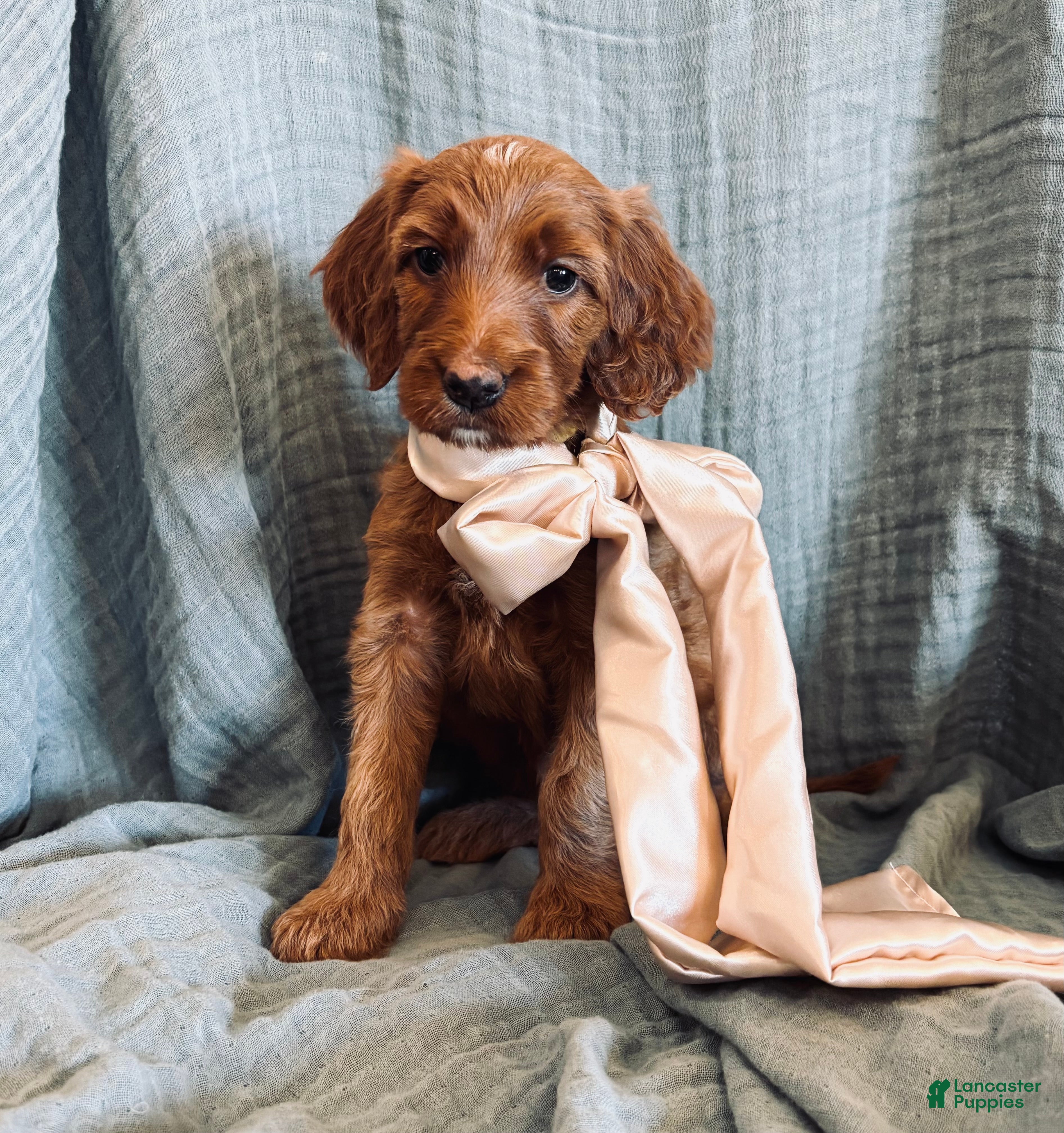 Irish Doodle dogs Irish Doodle Puppy- Adella - Ad 1