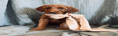 Irish Doodle Puppy- Adella