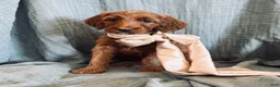 Irish Doodle dogs for sale: Irish Doodle Puppy- Adella - Ad 1