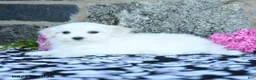 Maltese dogs for sale: Snowflake - Ad 3