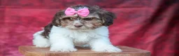 Teddy Bear dogs for sale:  Olive 🎀 - Ad 15