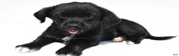 Mixed Breed dogs for sale: Kyle - Ad 6
