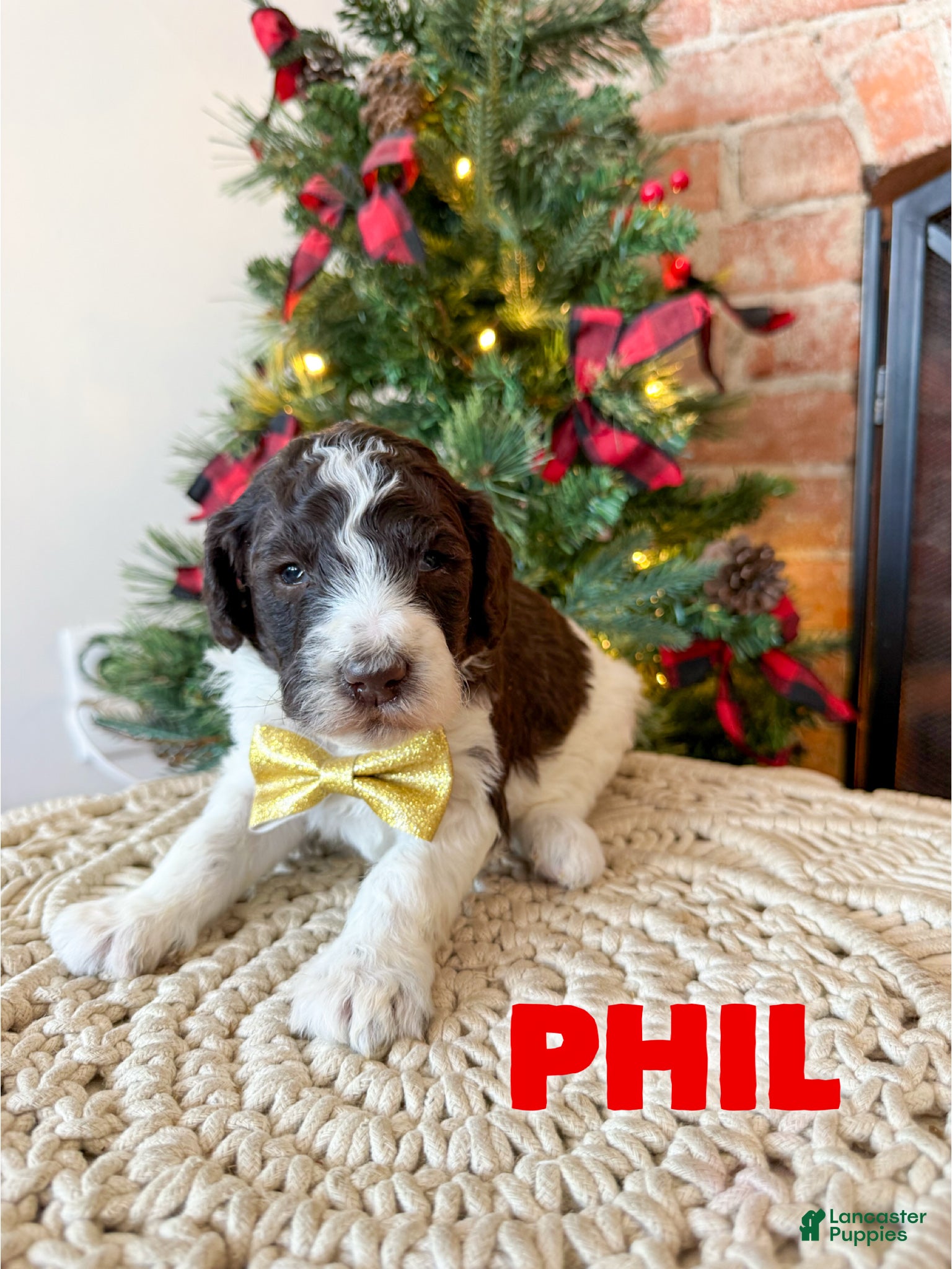 Mixed Breed dogs Phil - Ad 17