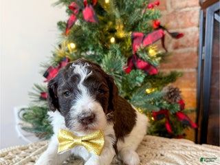 Mixed Breed dogs Phil - Ad 17