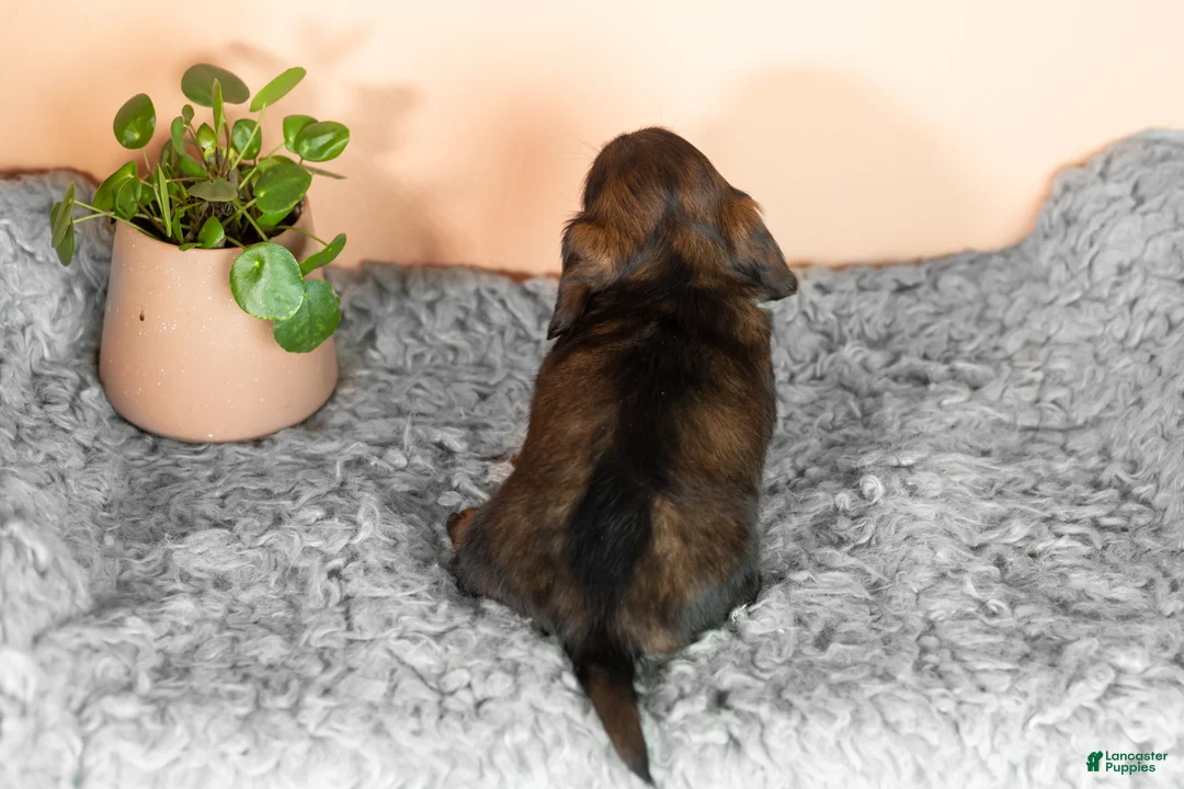 Miniature Dachshund dogs for sale: Buddy  - Ad 5