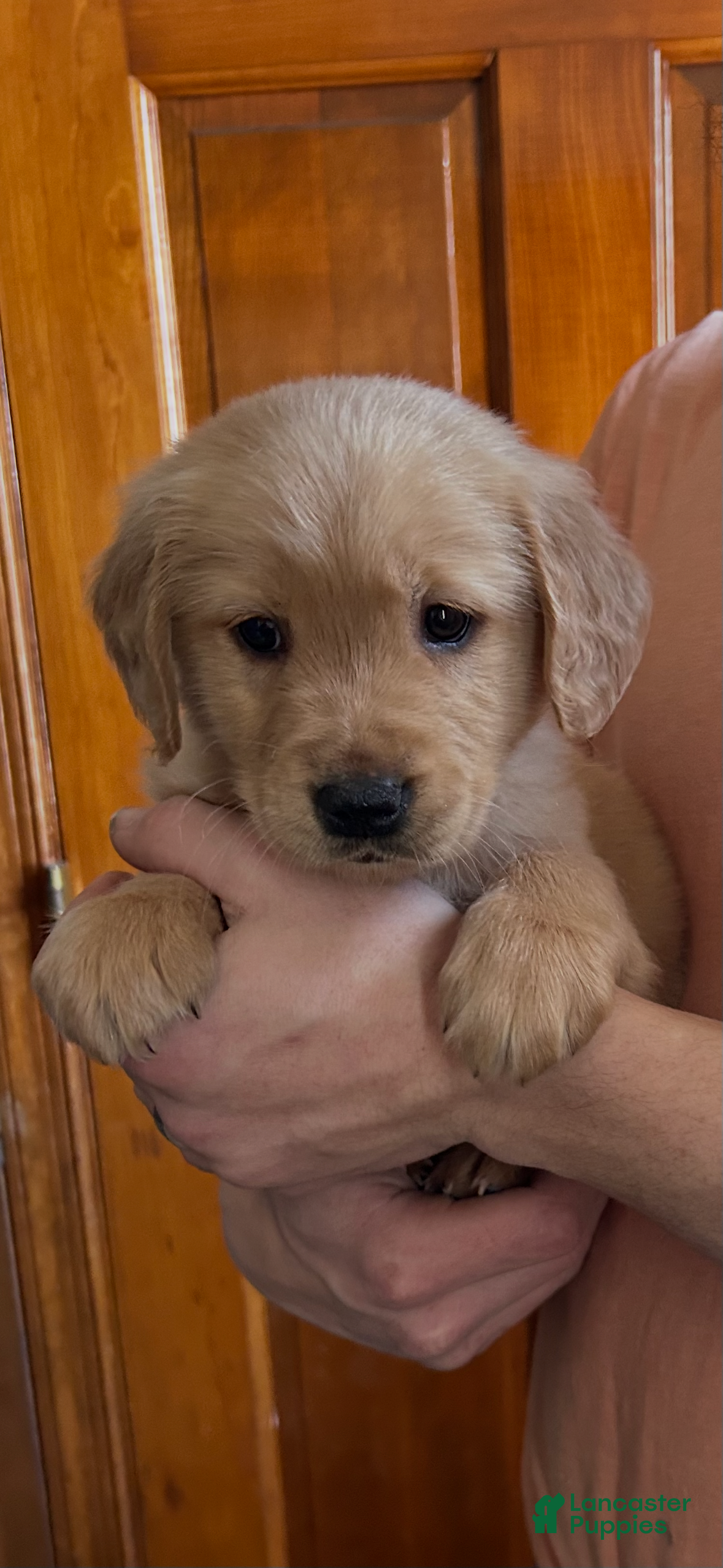 Golden Retriever dogs Max - Ad 1