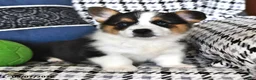 Welsh Corgi Pembroke dogs for sale: Theo - Ad 4