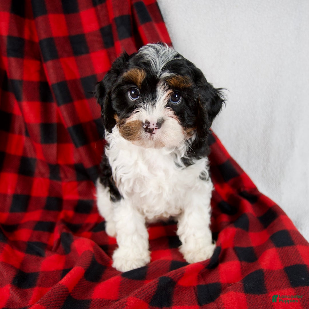 Cavapoo dogs for sale: Evie - Ad 1