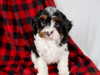 Cavapoo dogs Evie - Ad 41