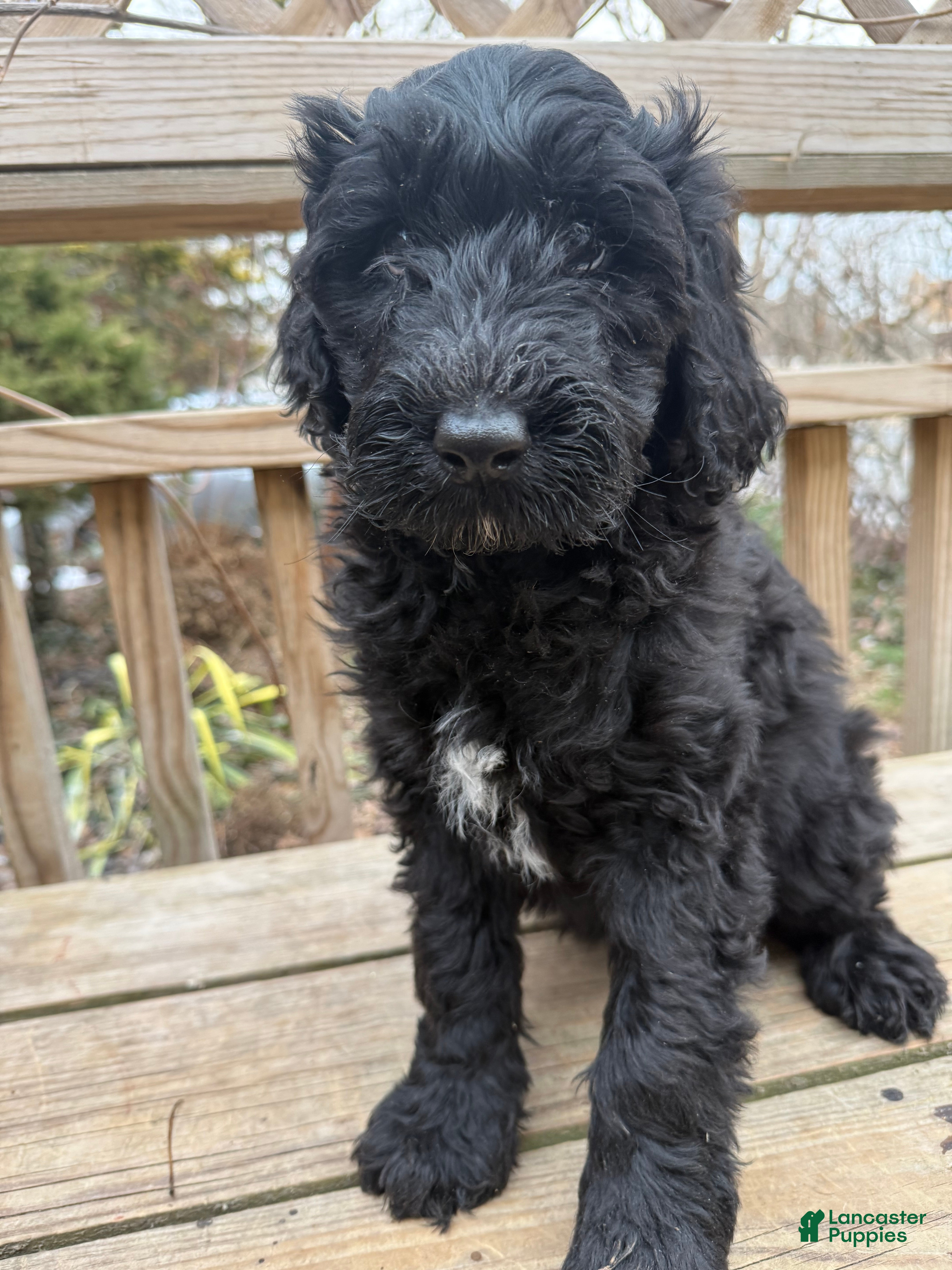 Mixed Breed dogs Lola - Ad 1