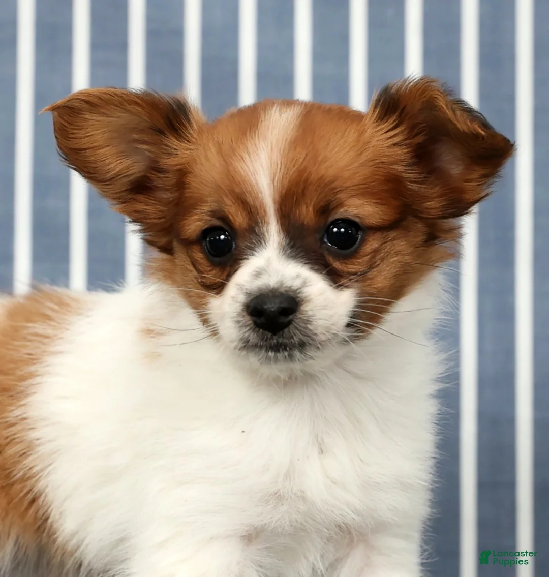 Papillon dogs for sale: Mara - Ad 9