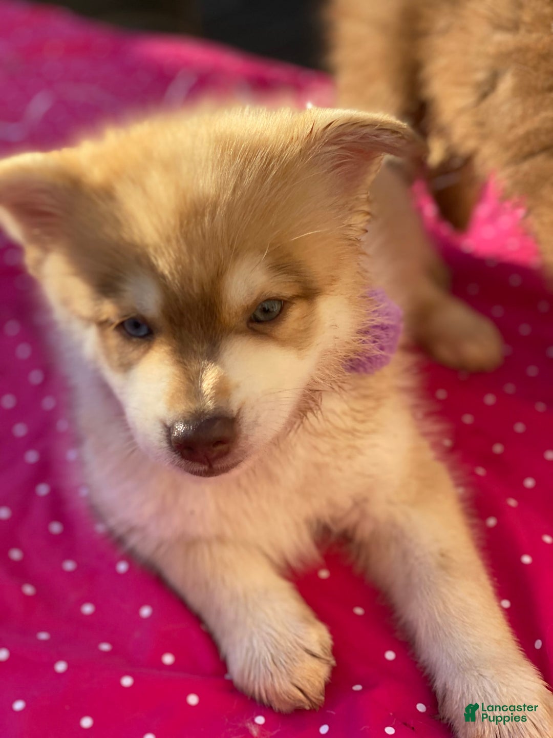 Gallery Image {{count}}