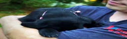Labrador Retriever dogs for sale: Labrador Retriever 1 - Ad 15