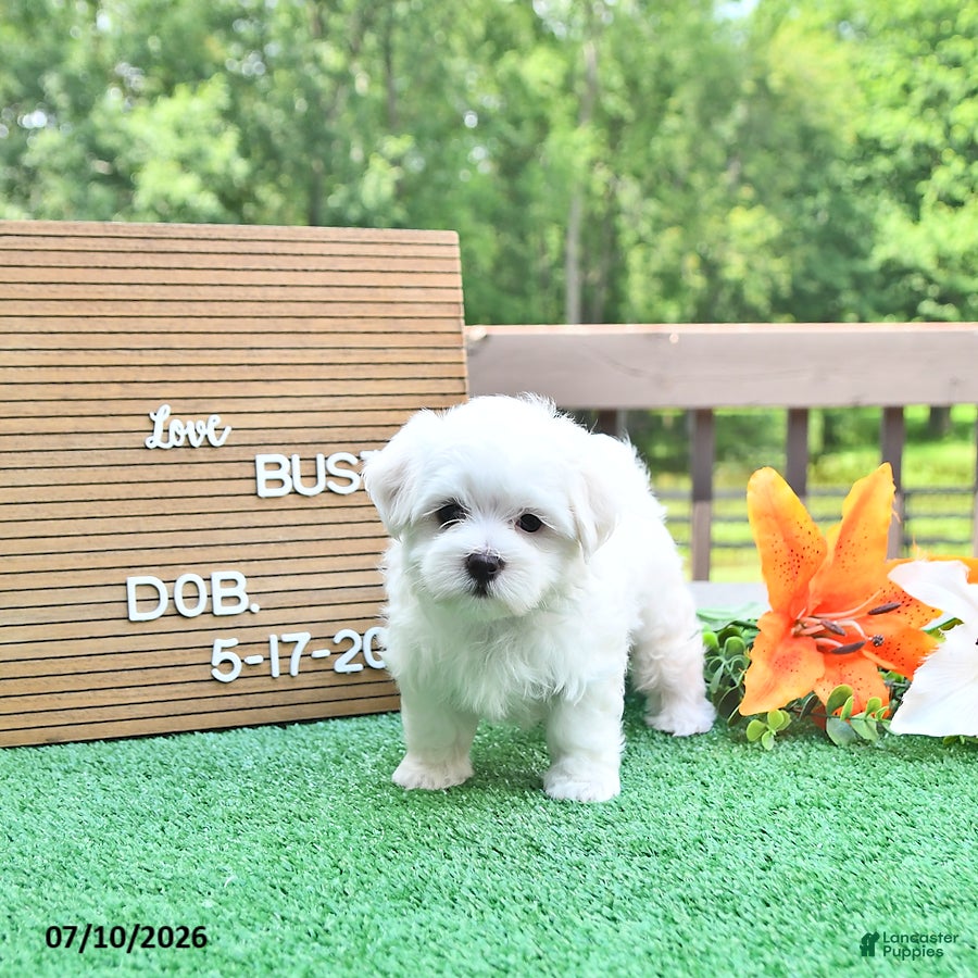 Maltese dogs Buster - Ad 2