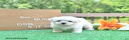 Maltese dogs for sale: Buster - Ad 2