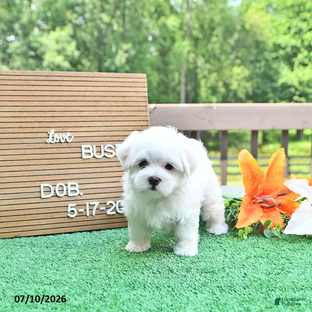 Maltese dogs for sale: Buster - Ad 2