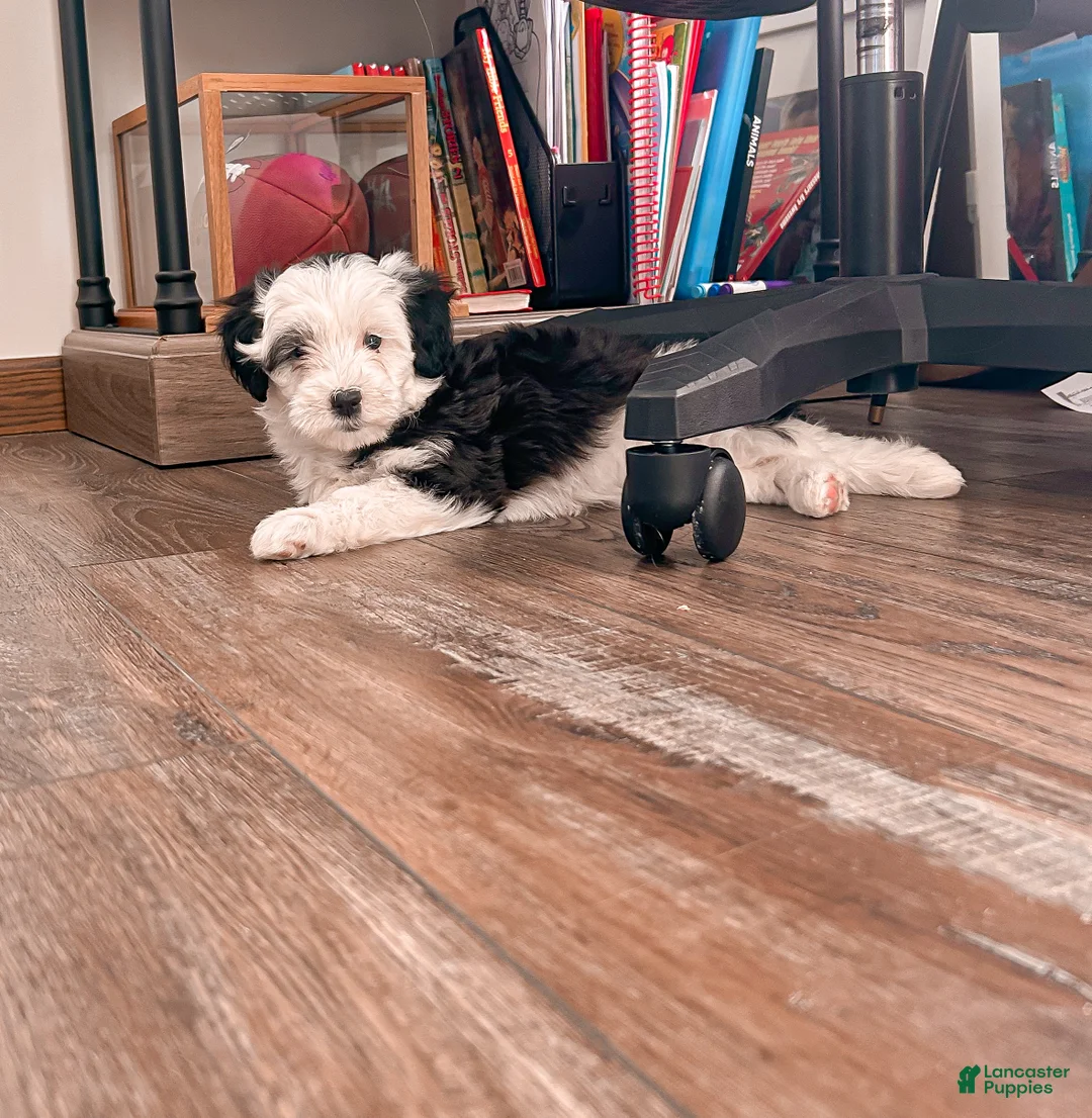 Mixed Breed dogs for sale: Bella - Ad 3