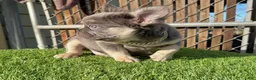 French Bulldog dogs for sale: Rocky🩶Rare Lilac Tan Fluffy in LA, CA-USA DELIVERY & FINANCING OPTIONS AVAILABLE! - Ad 17