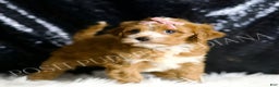 Cavapoo dogs for sale: Clover - Ad 5