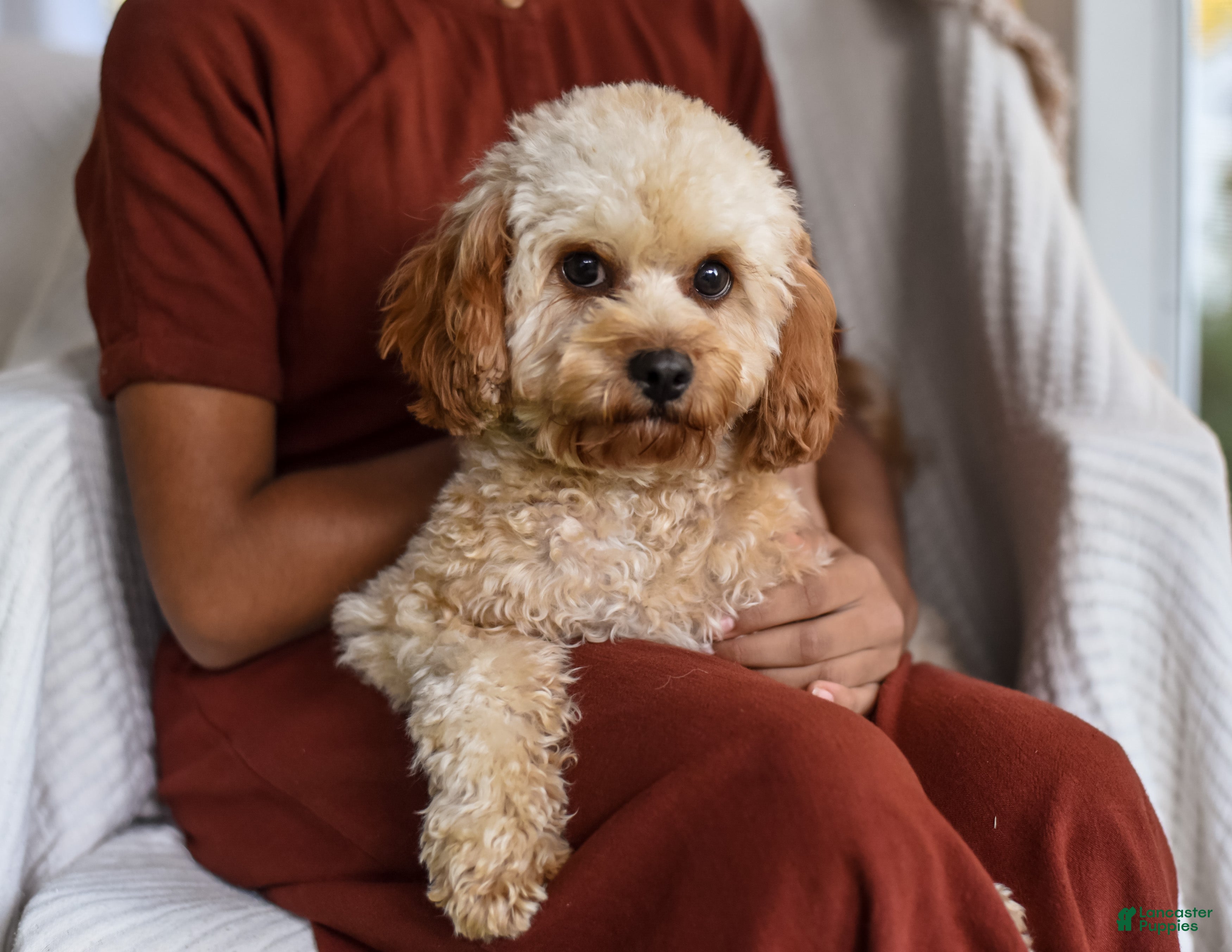 Cavapoo dogs Whistleton - Ad 2