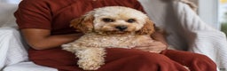 Cavapoo dogs for sale: Pennywhistle - Ad 5