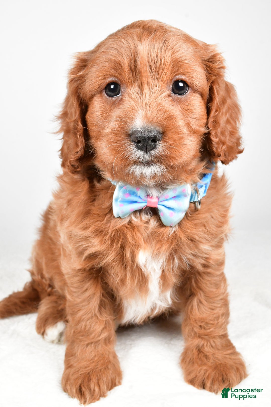 Cavapoo dogs for sale: Ashton - Ad 6