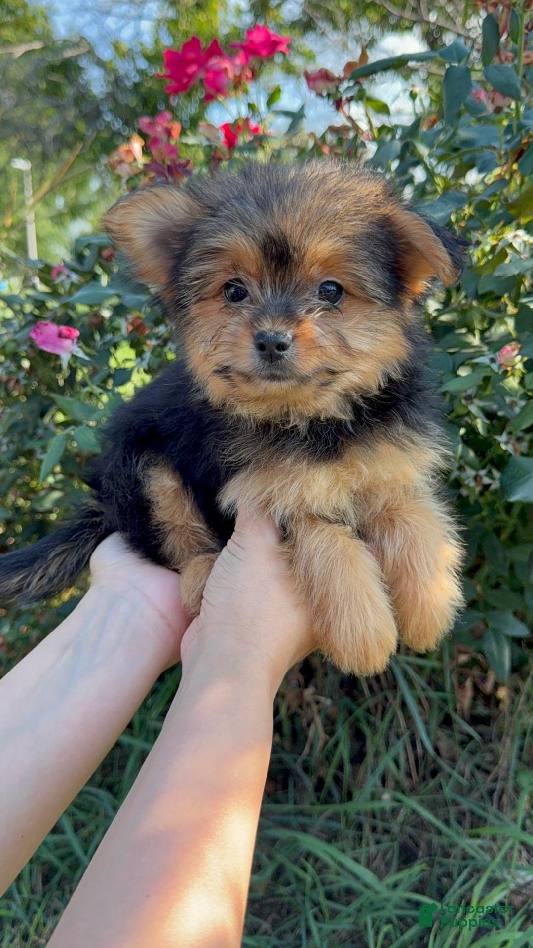 Designer Breed Yorkishire Terrier, Pomeranian for sale in Des