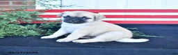 Mixed Breed dogs for sale: Snuggles   - Ad 4