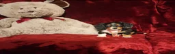 Miniature Dachshund dogs for sale: *RENO* - Ad 5