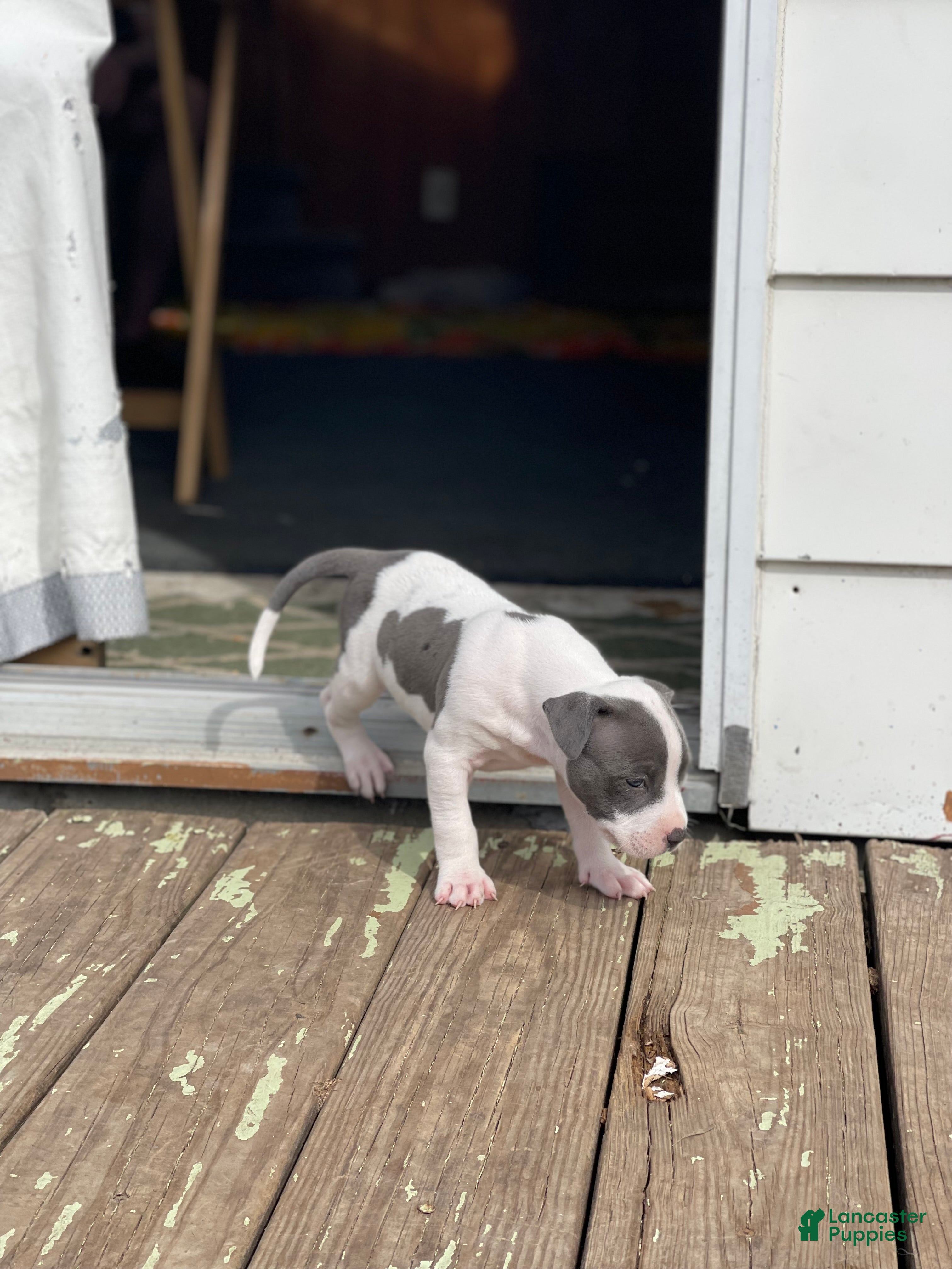 Mixed Breed dogs Gravel  - Ad 2