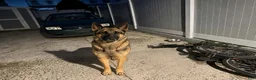 German Shepherd dogs for sale: German Shepherd 5 - Ad 12