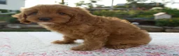 Cavapoo dogs for sale: Tina - Ad 3