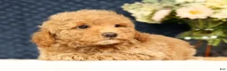Havapoo dogs for sale: Hugh - Ad 5
