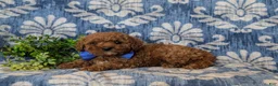 Cavapoo dogs for sale: Drew Hypoallergenic - Ad 4