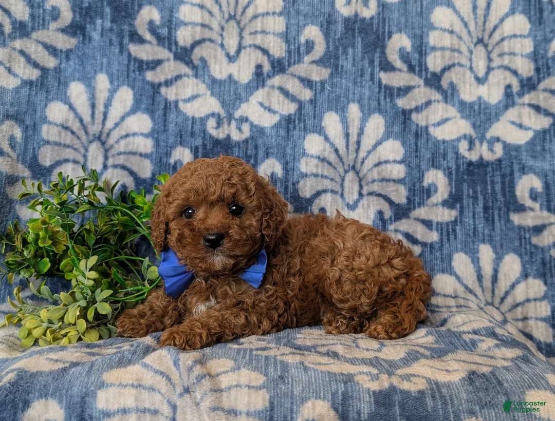 Cavapoo dogs for sale: Drew Hypoallergenic - Ad 4