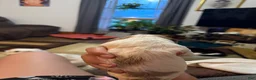 Mixed Breed dogs for sale: Bruce - Ad 4